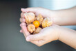 © Champ - Cape gooseberry fruit in hand on blurred background, closeup