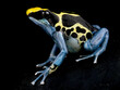 Dyeing poison dart frog (Dendrobates tinctorius) 