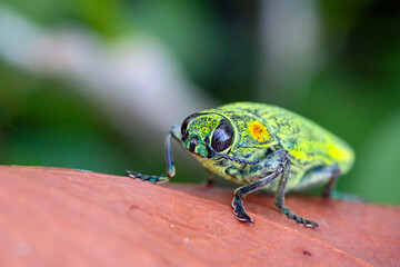 Wall Mural - buprestidae is a family of beetles known as jewel beetles or metallic wood-boring beetles because of