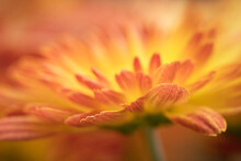 Closeup Of Orange And Yellow Mum Flower.