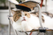 happy and relax concept with scottish tabby cat sit on camping chair and licking foot