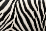 Fototapeta Konie - Zebra Fur