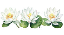 White Lotus Set, Watercolor Botanical Illustration Hand-drawn Floral Illustration Isolated On A White Background Isolated On White Or Transparent Background