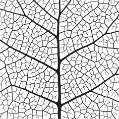 Wall Mural - leaf vein texture abstract background with close up plant leaf cells ornament texture pattern.