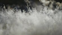 Filigree of the sparkling hoarfrost on the the dry grass. Close-up parallax video. Bokeh background.