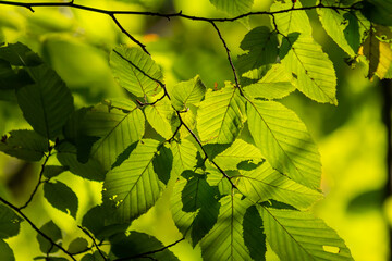 Wall Mural - Beautiful, harmonious forest detail, with hornbeam leaves