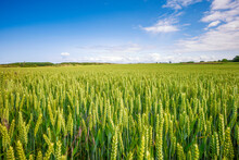 UK, Scotland, Green Wheat Field In Summer