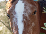Fototapeta Konie - Italia, Toscana, cavallo al pascolo nella campagna toscana,
