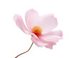© MONWARA - The elegance of a single pink flower isolated on a transparent background, Generative AI