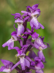 Wall Mural - Orchis mâle au col de Belleroche, Les Nyrolles, Ain, France