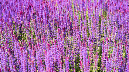 Wall Mural - Purple sage flowers. Flowering plants close-up. Salvia.