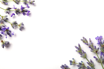 Poster - Beautiful aromatic lavender flowers on white background, flat lay. Space for text