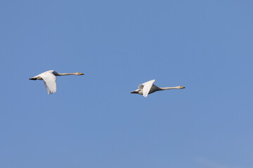 two swans flying in the sky