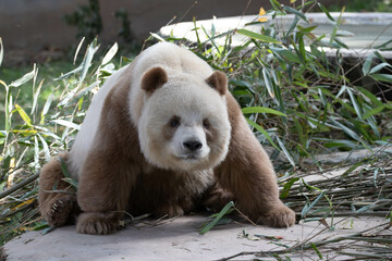 Close up the Only Brown Panda in this World, Qi Zai