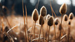 Closeup of dried teasel plant,generated with Ai