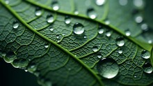 The Microscopic Pores On A Leaf's Surface Responsible For Gas Exchange 