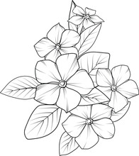 Outline Periwinkle Drawing, Periwinkle Flower Line Drawing, Clip Art Periwinkle Flower Outline, Noyontara Coloring Pages For Kids, Step-by-step Periwinkle Flower Drawing