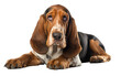 Basset Hound Gentle Companion Dog Isolated on a Transparent Background PNG