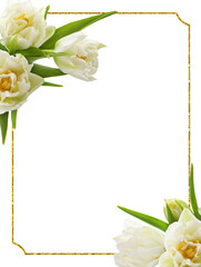 Wall Mural - White tulip flowers in a floral corner arrangements and a golden frame isolated on white or transparent background