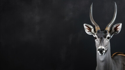 Wall Mural - Front view of Antelope on dark gray background. Wild animals banner with copy space