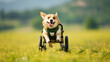 Cute dog with disabilities in wheelchair having fun during a walk in city park, lives in wheelchair, eyes filled with anticipation, Concept of adopting a pet from a shelter