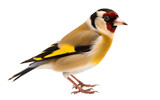 Fototapeta  - European Goldfinch Adorned Isolated on a Transparent Background PNG