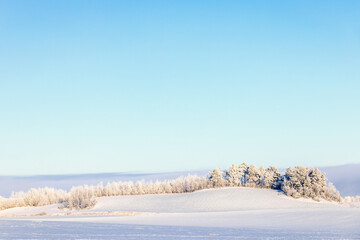 Wall Mural - Snowy fields with trees on a hill on a cold winter day