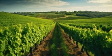 Healthy Vineyard In Summertime. Gentle Hills In The Background. Harmonic Styled Image. 