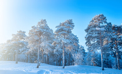 Wall Mural - Beautiful Christmas landscape forest background