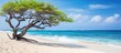 Aruba s Dutch Antilles has an Eagle Beach featuring divi divi tree copy space image