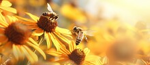 Close Up Picture Of A Bee Collecting Nectar And Pollinating A Young Fall Sunflower Copy Space Image