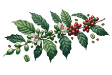 Coffee Branch With Leaves, Flowers, And Red Coffee Beans In A Hand-drawn Style Illustration Cut Out Transparent Isolated On White Background ,PNG File