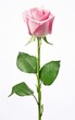 Pink rose isolated on a white background, Beautiful white rose isolated.