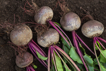 Wall Mural - Beetroot fresh harvest in garden. Bunch of freshly harvested raw beetroots on soil ground background close up. Organic vegetables autumn harvest