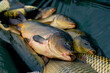 close-up a lot of fresh fish lies in a net or in a professional basket sport fishing in nature