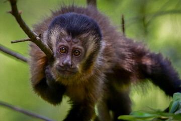 Black-horned capuchin (Sapajus nigritus)