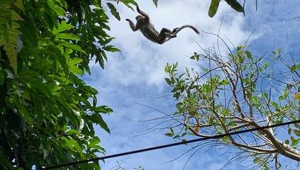 monkey jumping from one tree to another against a blue background in bukit lawang sumatra indonesia