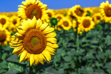 Wall Mural - Agricultural field with yellow sunflowers against the sky with clouds.Sunflower field.Gold sunset. Sunflower closeup.Agrarian industry. Photo of cultivation land.flowers image