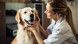 Pies, golden retreiver podczas wizyty u weterynarza, badanie w klinice weterynaryjnej