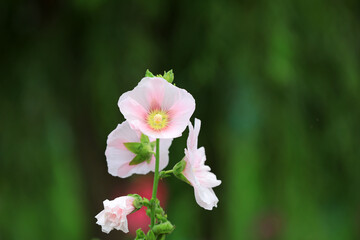 Poster - Beautiful hollyhock flowers in the park