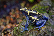 Dyeing poison dart frog - Dendrobates tinctorius
