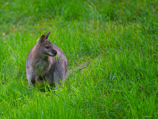 Poster - wallabies (Notamacropus rufogriseus) standing on green grass