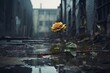 A resilient flower pushes through the asphalt, set against the haunting scene of a city in ruins