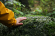 Close up of a little child hand touching a huge stone with green moss in the forest