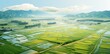 Paddy fields that have started to turn yellow, taken from an aerial view. AI generated image
