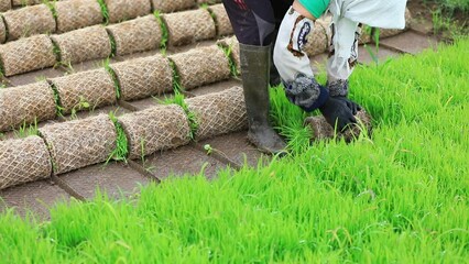 Wall Mural - Farmers organize rice seedlings, prepare for transplanting, North China