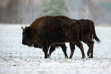 Wall Mural - European bison - Bison bonasus in the Knyszyn Forest