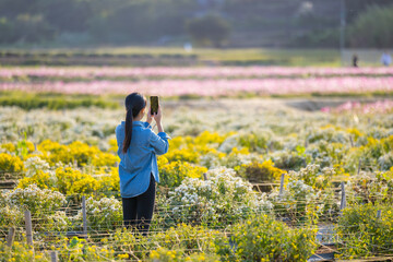 Sticker - Woman use cellphone to take photo on flower farm