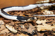Indo-Chinese Spitting Cobra snake.
 It is a venomous snake found in Southeast Asia. The body color of this species varies from gray to brown and black with white spots or stripes. The length of adult 