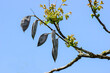 Samenschoten des Geweihbaumes, Gymnocladus Dioicus, Kentucky coffeetree